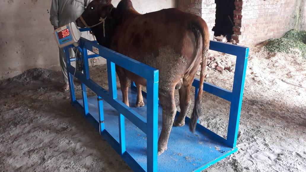 Cattle Weighing Application